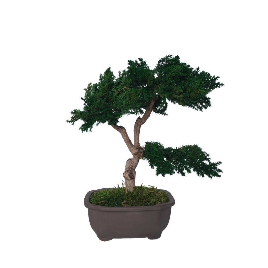 Bonsai Juniperus Single Trunk - KWEEK