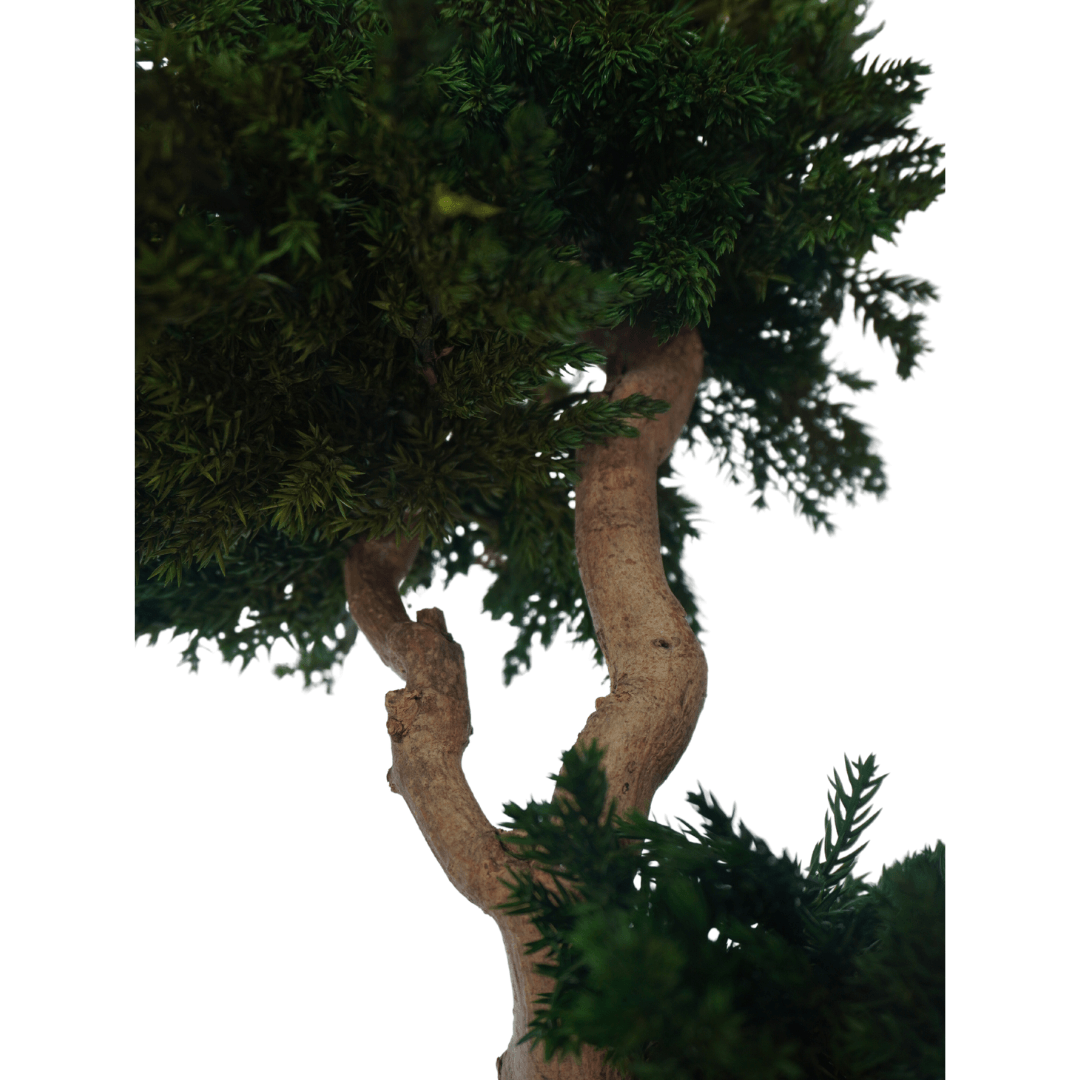 Bonsai Juniperus Single Trunk - KWEEK